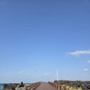 금한마을-정자나무옆 | 제주도 서쪽 가볼만한 곳 제주월령선인장군락 후기