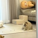 투투펫 | 강아지 사료 안먹음 방법 네이처펫 강아지 노즈워크 장난감 추천