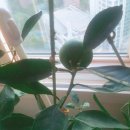 일남농장 이미지