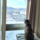 동아팬더아파트 이미지