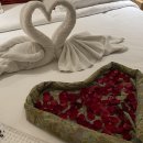 발리애견호텔 이미지