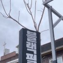 사림동181 | 창원대네일,창원사림동네일추천 : 블랙펄네일&amp;눈썹 창원사림점 봄맞이 치크네일 후기