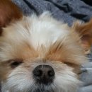 대신갈개 이미지