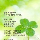 행운클로버 이미지