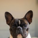 오산동물병원 이미지