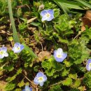 까치꽃 반찬 이미지