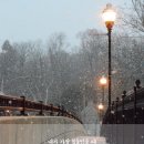 비발디 향기나무 이미지