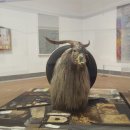 로버트 라우센버그 - 모노그램,1955-59년,122x183x183cm,mixed mediums with taxidermy goat, rubber tire and tennis ball,스웨덴 스톡홀름 현대 미술관 이미지