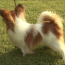 천사강아지 이미지