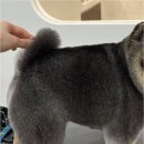 우아댕댕 네이버블로그