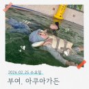 두꺼비슈즈 | 부여 롯데리조트 아쿠아가든 │ 아이랑 이용 후기