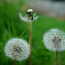 민들레 이미지