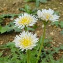 영농조합법인 참농 이미지