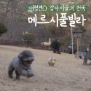 메르시 풀빌라 이미지