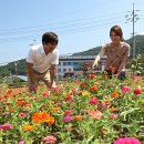 백일홍 - 장성군 병풍로 944-17 | 백일홍