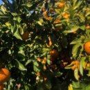 파파농장 이미지