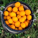 홍순농장 이미지