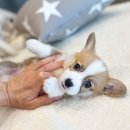 데려가개 이미지