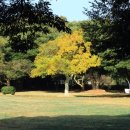 비자림의 아침 이미지