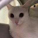 에어묘앤비 이미지