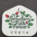 숲 | 주말 나들이 추천 양평딸기숲 내돈내산 후기