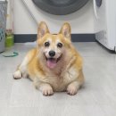 24시 위드유 동물의료센터 이미지