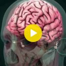 [감각] 감각교육과 뇌발달 3탄 : 시각/ 청각/ 촉각 이미지