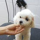 엘레강스펫샵 이미지