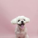 복실애견 이미지