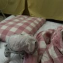 홍예동물병원 | 9월 이야기(2) / 남히띠 예복 1차 가봉하구 옴👔