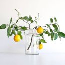 레몬트리 이미지