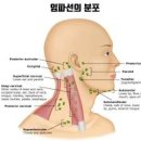 임파선염 괜찮나요? 증상 원인 치료 이미지