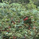 만지농장 이미지