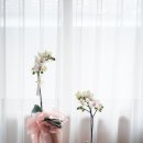 모나플로스 이미지