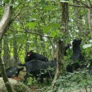 국내산흑염소전문점 이미지