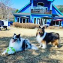 지젤팬션 이미지