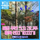 신화빌딩 관리사무소 | 빌딩 크고긴나무 벌목전지가지치기 비용