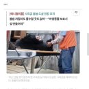 용인 곰이 탈출한이유 이미지