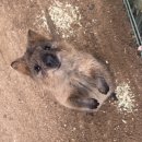 출근? 어학공부? 너 꿈꿨니? 호주 여행 안 갈 거야?🐨🦘🇦🇺