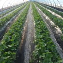 민환농장 이미지