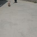 행복하시개 이미지