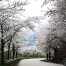 부귀리벗꽃 이미지