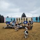 호야별 애견유치원 이미지