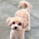 멍그니엘 애견호텔 경기광주점 | 경기 광주 애견미용 추천 플러스 하트 미용 후기 테디베어컷 스포팅컷