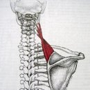 견갑거근(Levator scapular)이야기 이미지