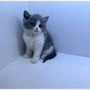 도그마루 동물병원 이미지