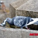 새들 뉴시스