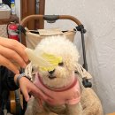 샤브샤브 인 헤이리 | 파주 아울렛 맛집 가족모임 장소로 좋은 강아지 실내 동반 무한리필 월남쌈 샤브샤브 인 헤이리 후기