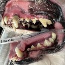 다산아이동물병원 이미지