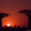 바오밥나무 이미지